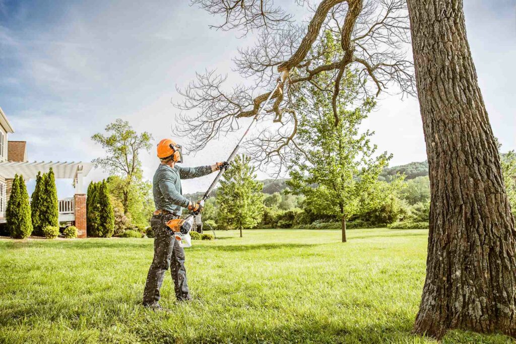 Tree Service | Tree Removal | Trimming | Stump Grinding and Removal | Sumter, SC | Armando's Tree Service